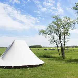 Landscape Camping with tent in meadows with cows