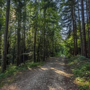 Landscape with dirt road in summer pine forest Landscape with dirt road in summer pine forest