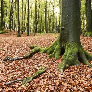 Landscape of a European beech or common beech (Fagus sylvatica) forest in autumn