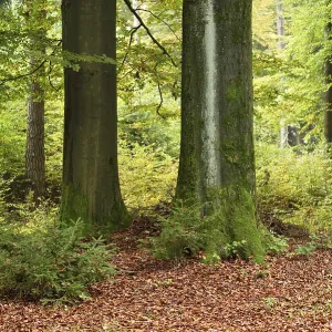 Landscape of a European beech or common beech (Fagus sylvatica) forest in autumn