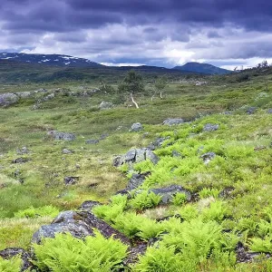 Landscape with ferns, Skarvan and Roltdalen National Park Landscape with ferns, Skarvan and Roltdalen National Park