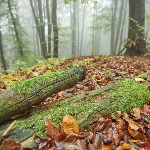 Landscape of a foggy forest in autumn