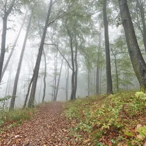 Landscape of a foggy forest with European beech (Fagus sylvatica) in autumn Landscape of a foggy forest with European beech (Fagus sylvatica) in autumn