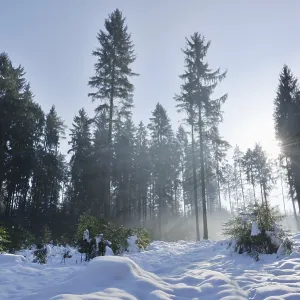 Landscape of a forest with Norway Spruces (Picea abies) in winter at snow melt Landscape of a forest with Norway Spruces (Picea abies) in winter at snow melt