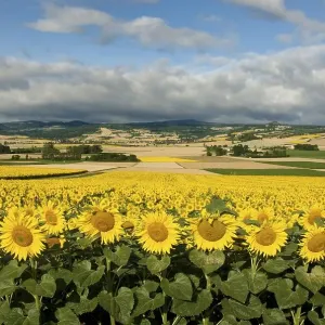 Landscape of the Lembronnais and field of sunflowers