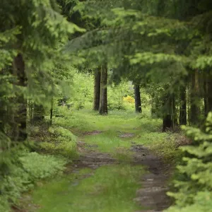 Landscape of a little road going through a Norway spruce (Picea abies) forest Landscape of a little road going through a Norway spruce (Picea abies) forest