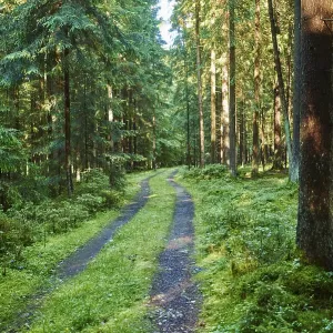 Landscape of a little road going through a Norway spruce (Picea abies) forest in summer Landscape of a little road going through a Norway spruce (Picea abies) forest in summer