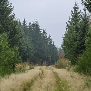 Landscape of a little trail going between a forest