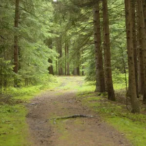 Landscape of a little way in a Norway spruces (Picea abies) forest in summer Landscape of a little way in a Norway spruces (Picea abies) forest in summer