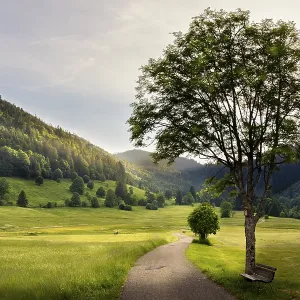 Landscape with meadows, trees, forest