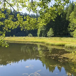 Landscape near Suttensee, wetland Landscape near Suttensee, wetland