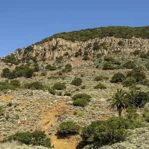 Landscape with palm trees and basalt columns Landscape with palm trees and basalt columns