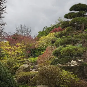 Landscape, park, trees, shrubs Landscape, park, trees, shrubs