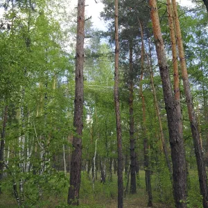 Paysage forestier avec des pins Paysage forestier avec des pins