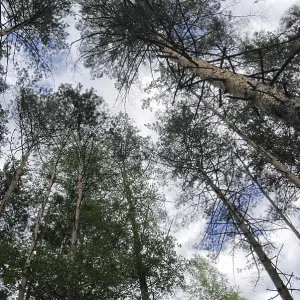Paysage avec des pins dans la forêt Paysage avec des pins dans la forêt
