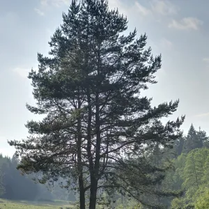 Landscape of a Scots pine (Pinus sylvestris) in a village in spring
