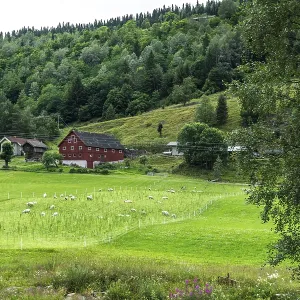 Landscape in the Setesdal in Norway in the summer time