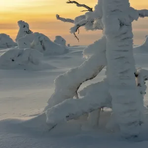 Landscape with snow covered trees in polar forest under sunset
