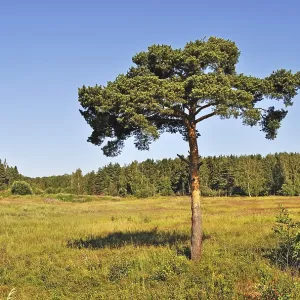 Landscape with solitary pine tree at forest edge