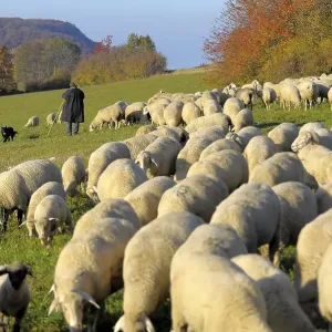 Landscape : Swabian Alb Flock of sheep in autumn on pasture Landscape : Swabian Alb Flock of sheep in autumn on pasture