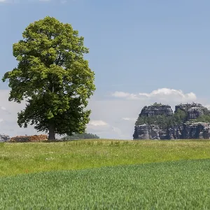 Landscape with a tree near the Schrammsteine rock group Landscape with a tree near the Schrammsteine rock group