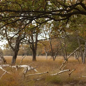 Landscape with trees, dry grass