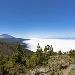 Landscape with vegetation typical of the Parque Nacional de las Canadas del Teide