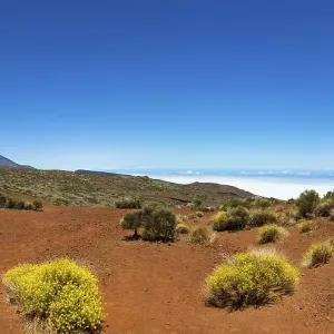Landscape with vegetation typical of the Parque Nacional de las Canadas del Teide Landscape with vegetation typical of the Parque Nacional de las Canadas del Teide