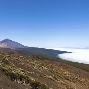 Landscape with vegetation typical of the Parque Nacional de las Canadas del Teide