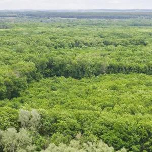 Landscape view on a big deciduous forest