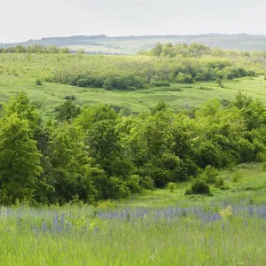 Landscape view on a deciduous forest and meadows