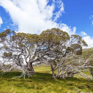 Landscape views along the Porcupine Walking Track on a summer's day in Kosciuszko National Park Landscape views along the Porcupine Walking Track on a summer's day in Kosciuszko National Park