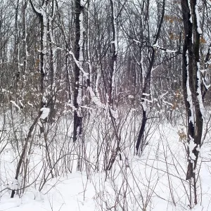 Paysage hivernal avec des vues de forêt enneigée Paysage hivernal avec des vues de forêt enneigée