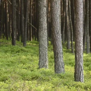 Lanscape of a Scots pine (Pinus sylvestris) forest in spring Lanscape of a Scots pine (Pinus sylvestris) forest in spring