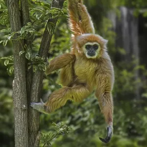 Lar gibbon, white-handed gibbon (Hylobates lar) in tropical rain forest