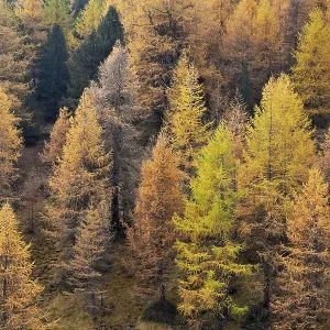 Larch forest European larches