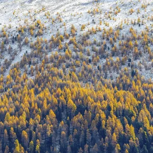 Larch forest (Larix) in autumn Larch forest (Larix) in autumn