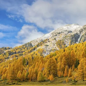Larch forest (Larix) in autumn Larch forest (Larix) in autumn