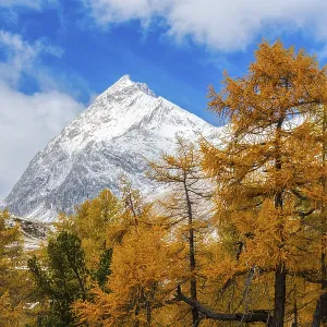 Larch forest (Larix) in autumn Larch forest (Larix) in autumn
