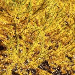 Larch (Larix) in autumn, autumn Larch (Larix) in autumn, autumn