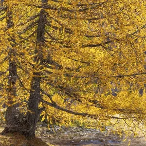 Larch (Larix) in autumn, autumn Larch (Larix) in autumn, autumn