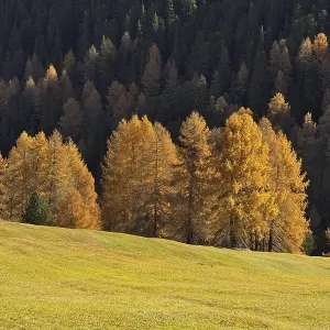 Larch (Larix) in autumn colors Larch (Larix) in autumn colors