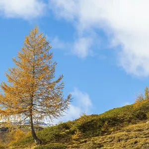 Larch (Larix) in autumn colors against blue skies Larch (Larix) in autumn colors against blue skies