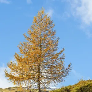 Larch (Larix) in autumn colors against blue skies Larch (Larix) in autumn colors against blue skies