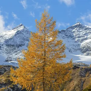 Larch (Larix) in autumn in front of mountain peaks Larch (Larix) in autumn in front of mountain peaks