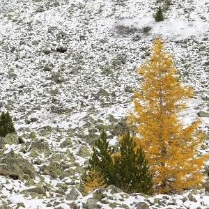 Larch (Larix) in autumn, snow, autumn Larch (Larix) in autumn, snow, autumn