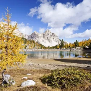 Larch tree in autumnal colours at Schottersee Lake