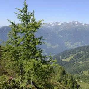 Larch, tree, mountains, mountain
