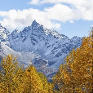 Larch trees (Larix) in autumn in front of mountain peaks Larch trees (Larix) in autumn in front of mountain peaks