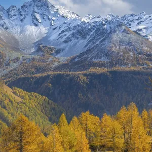 Larch trees (Larix) in autumn in front of mountain peaks with snow Larch trees (Larix) in autumn in front of mountain peaks with snow